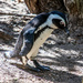 Penguin by seacreature