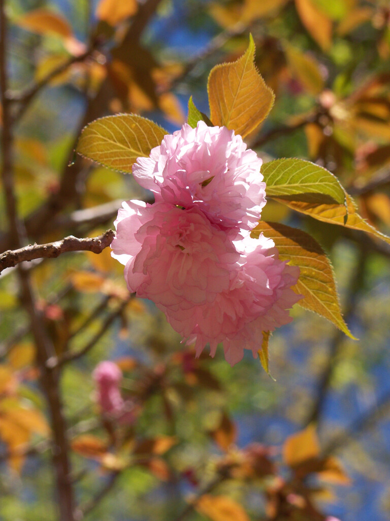 Kwanzan cherry tree blossoms... by marlboromaam