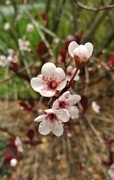 17th Apr 2023 - Spring Blossoms