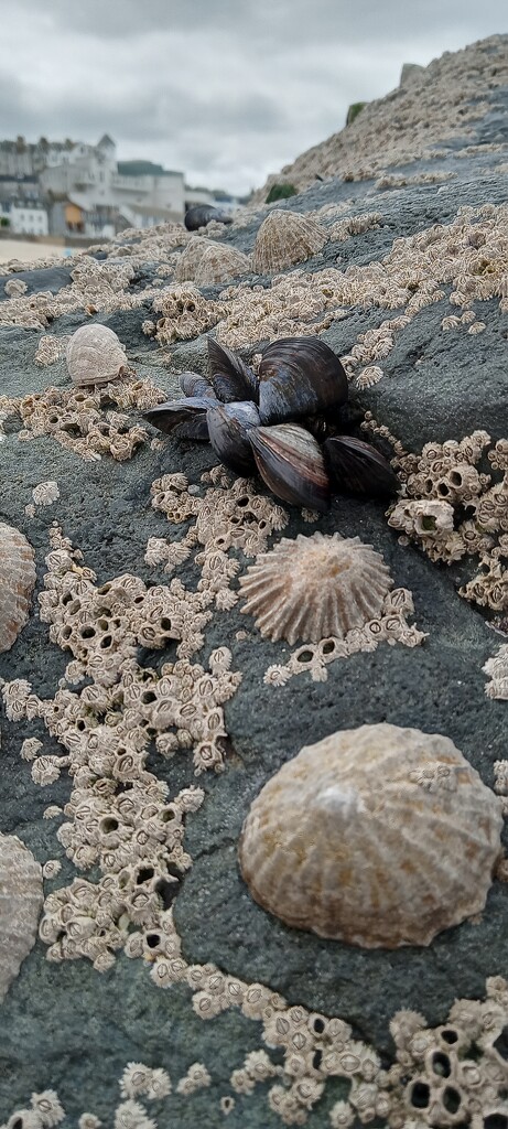 Barnacles and limpets  by 365projectorgjoworboys