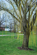 16th Apr 2023 - Telltale signs of spring at Heritage Park