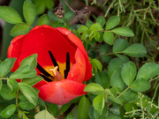 16th Apr 2023 - A Single Tulip