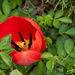 A Single Tulip by heftler
