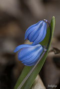 16th Apr 2023 - Blue Squill