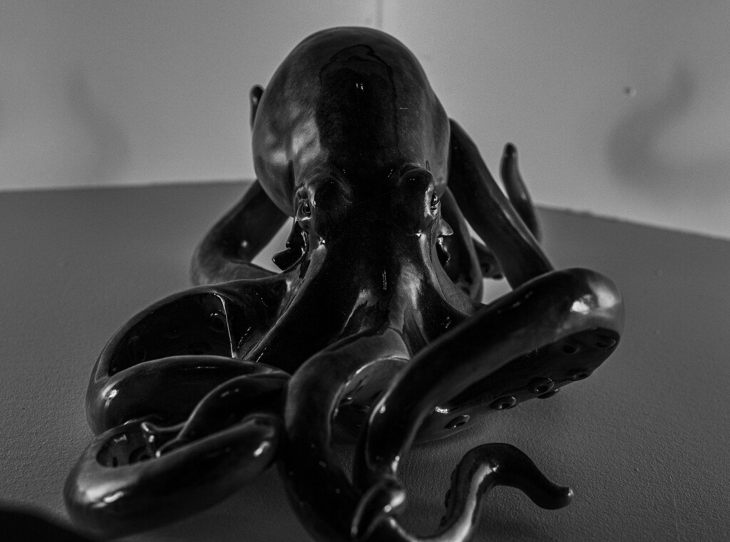 octopus_1 by darchibald
