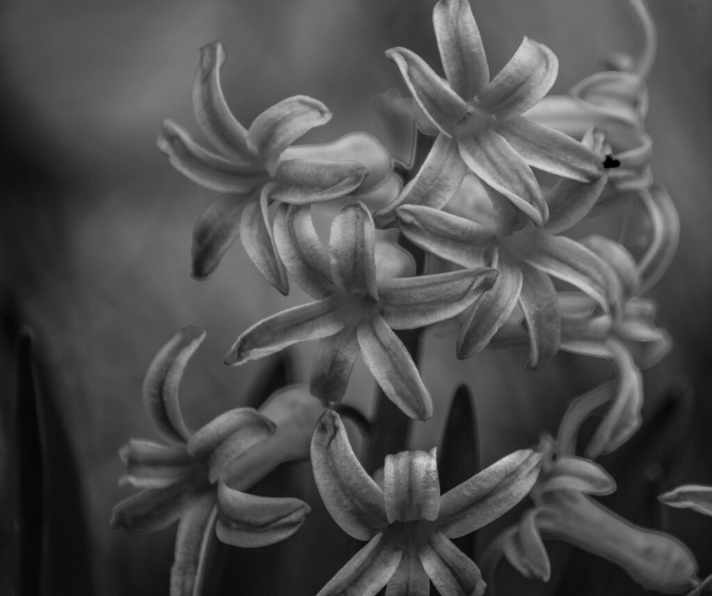 hyacinth by darchibald