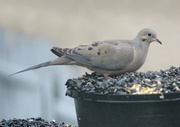 17th Apr 2023 - Mourning Dove