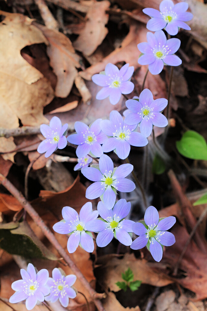 Hepatica Tumble 2023 (c) by juliedduncan