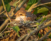 17th Apr 2023 - Nesting Vermilion Flycatcher