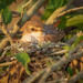Nesting Vermilion Flycatcher by nicoleweg