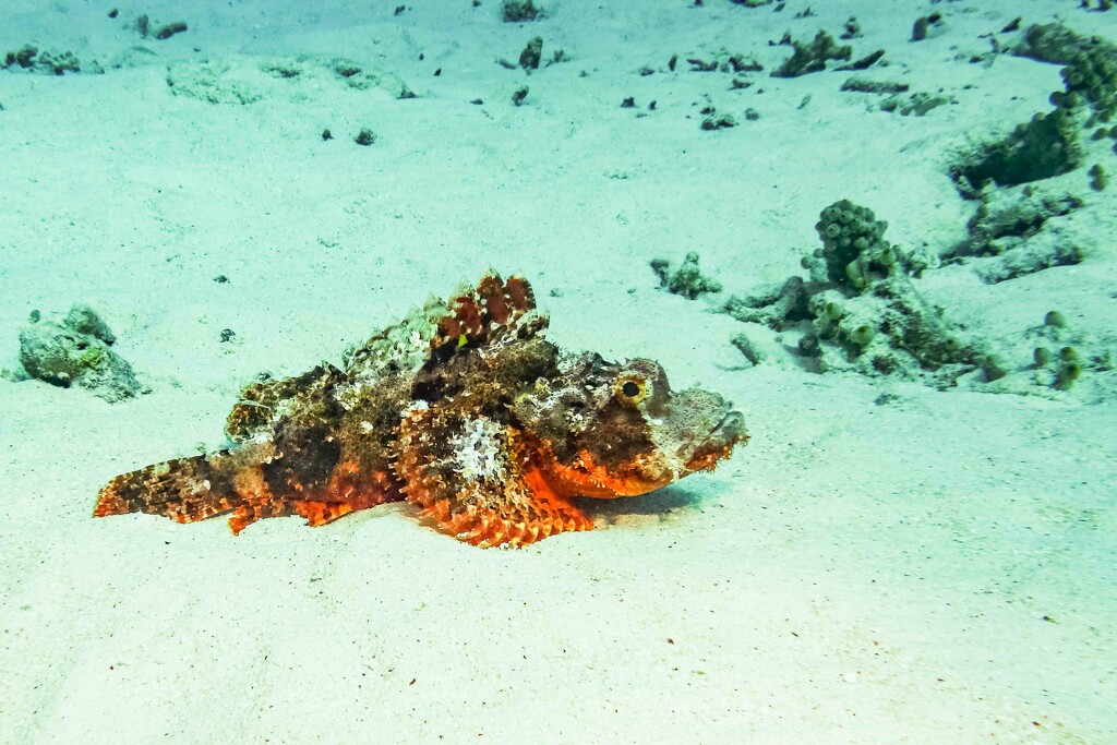 Stonefish by pusspup