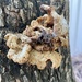 Fungi  by sugarmuser