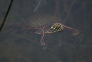 15th Apr 2023 - Painted Turtle