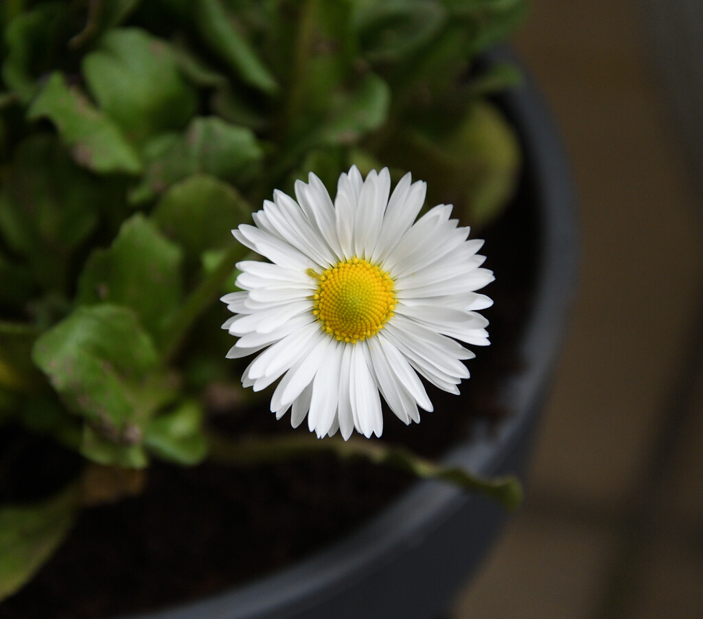 #70 - Daisy by chronic_disaster