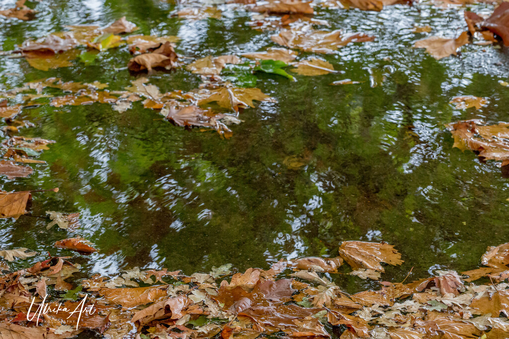 puddles and leaves by ulla