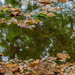 puddles and leaves by ulla