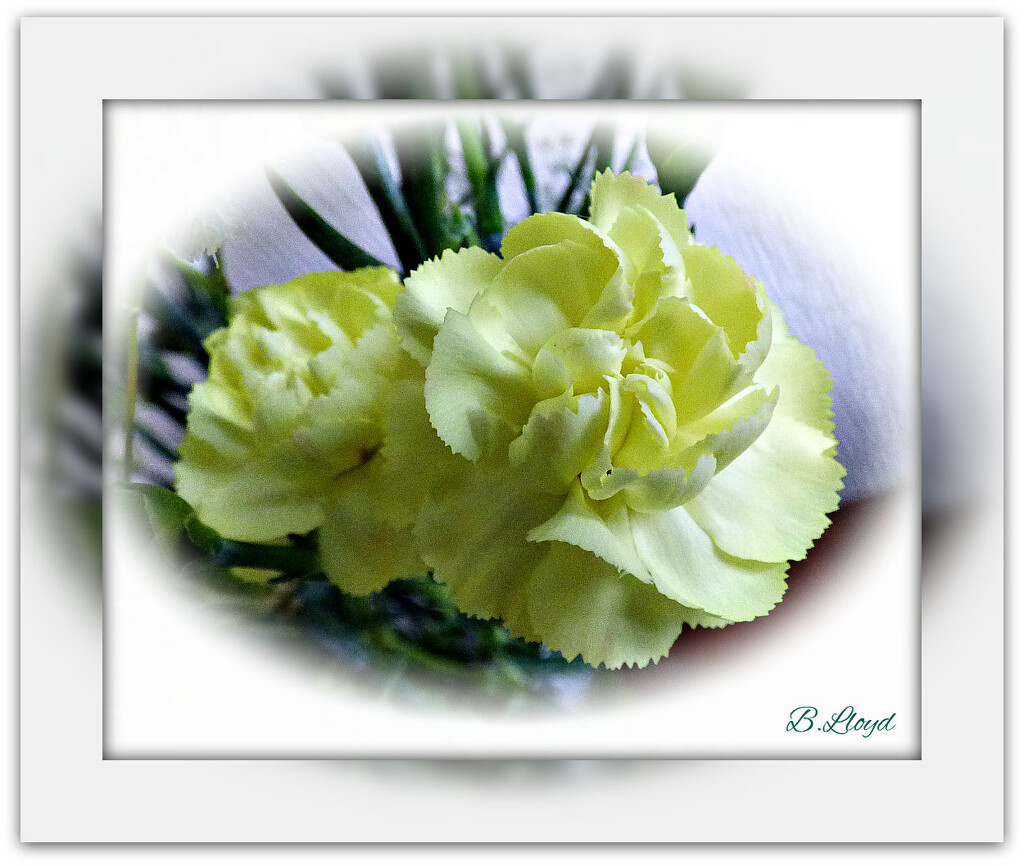Lemon Carnations.  by beryl