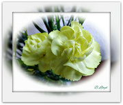 18th Apr 2023 - Lemon Carnations. 