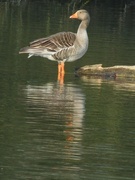 18th Apr 2023 - Greylag Goose