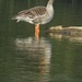 Greylag Goose by 365anne