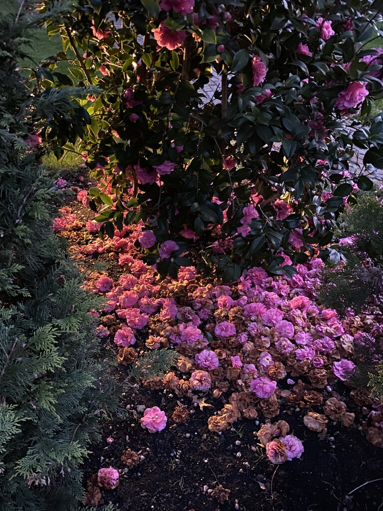 I never promised you a rose garden by stimuloog