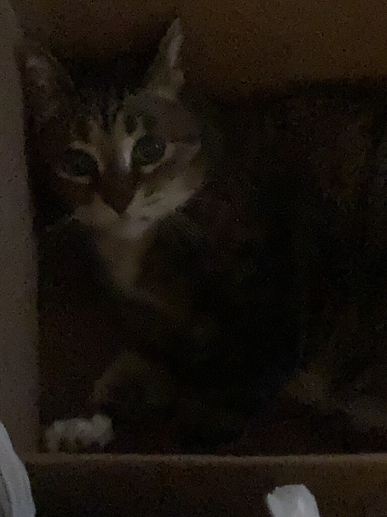 Kitty in a Box  by spanishliz