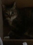 18th Apr 2023 - Kitty in a Box 