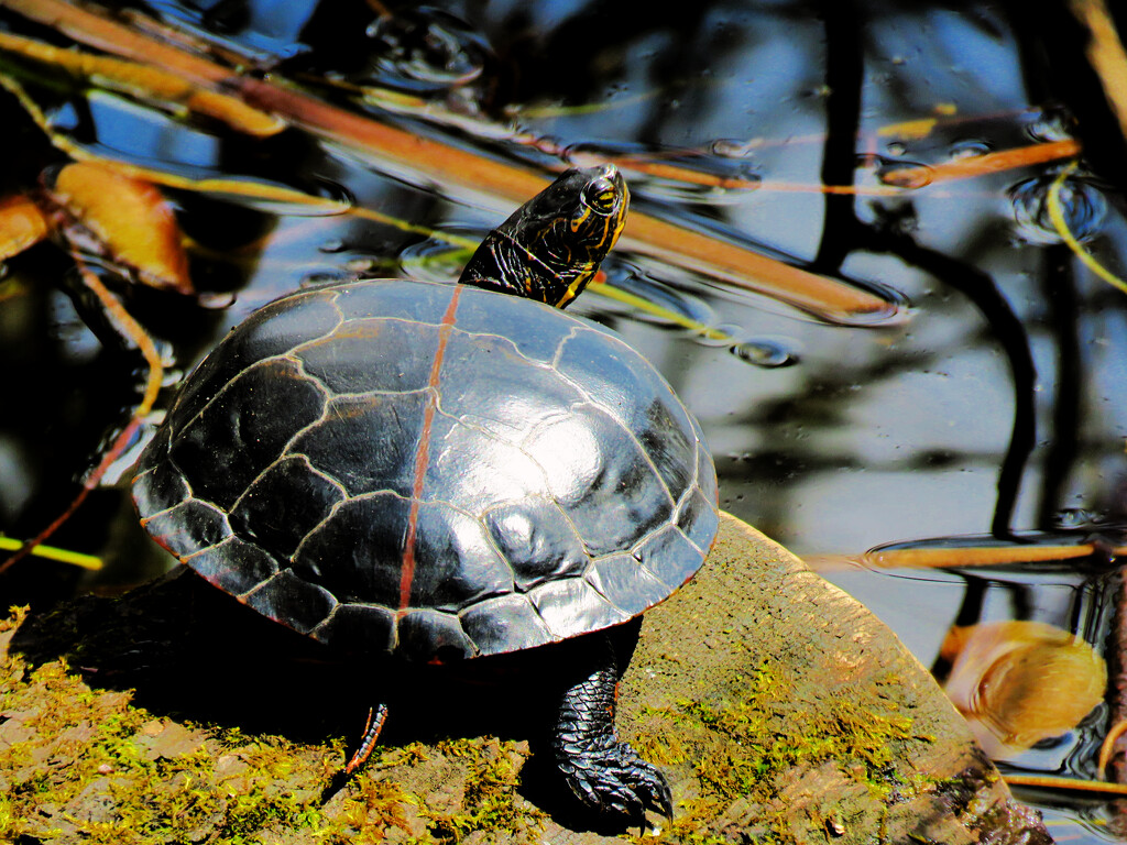 Turtle by seattlite