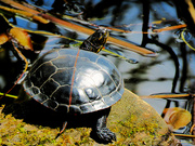 18th Apr 2023 - Turtle