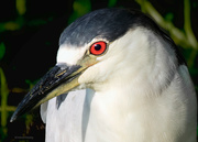 18th Apr 2023 - Black-crowned Night Heron