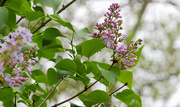 18th Apr 2023 - Lilacs