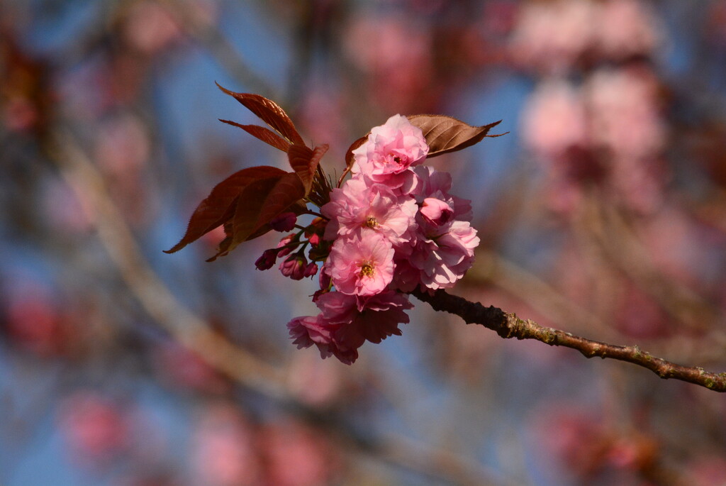 Cherry blossom.... by ziggy77