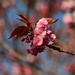 Cherry blossom.... by ziggy77