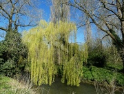 18th Apr 2023 - Weeping Willow
