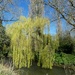 Weeping Willow by fishers