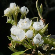 18th Apr 2023 - The pear blossom is emerging at last!