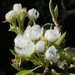 The pear blossom is emerging at last! by anitaw