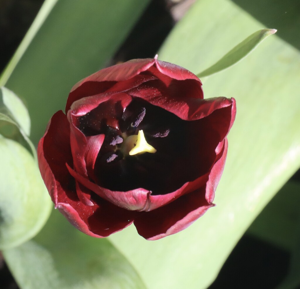 Deep Red Tulip  by jeremyccc
