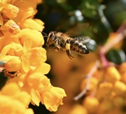 18th Apr 2023 - Honey Bee