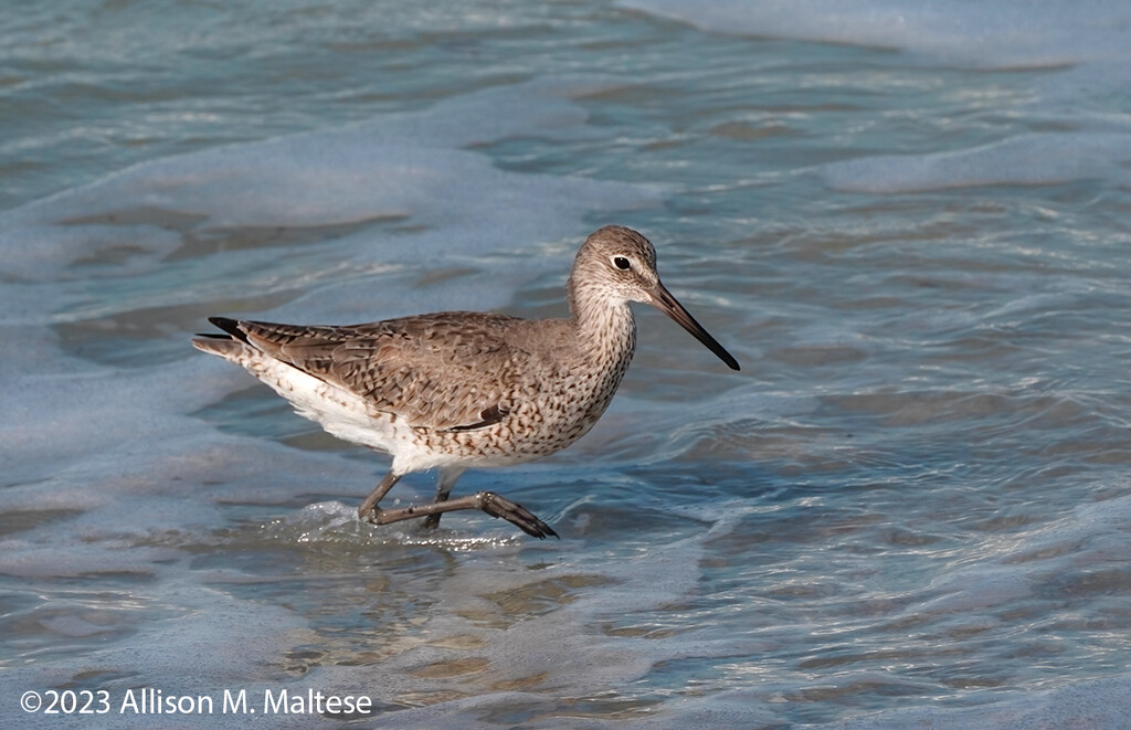 Wading Willet by falcon11