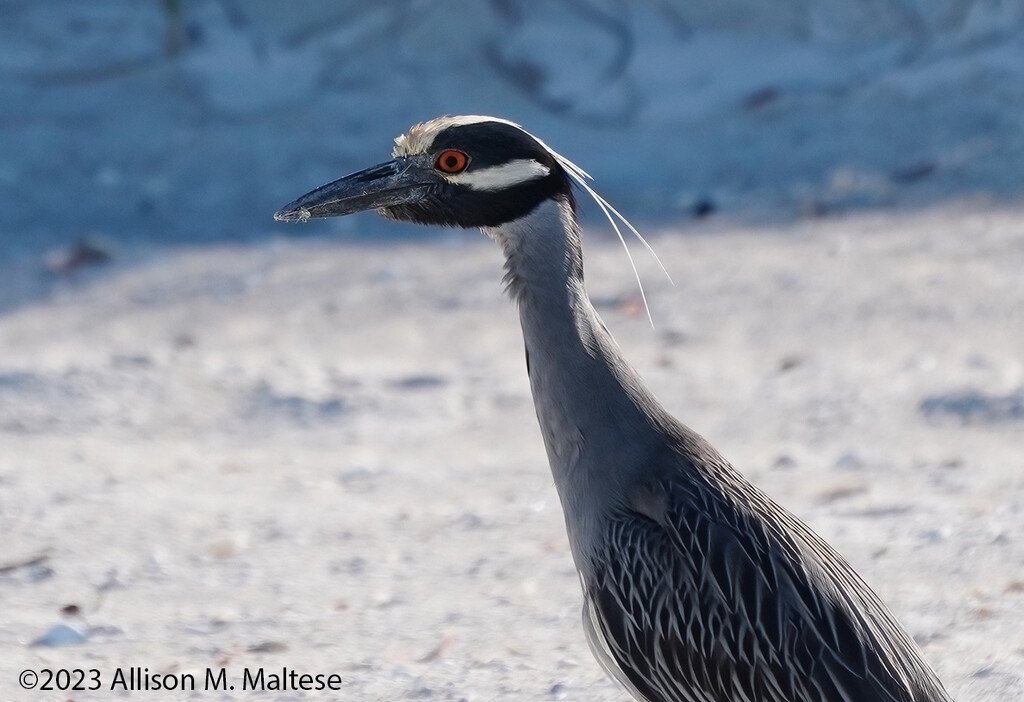 Yellow Crowned Night Heron by falcon11
