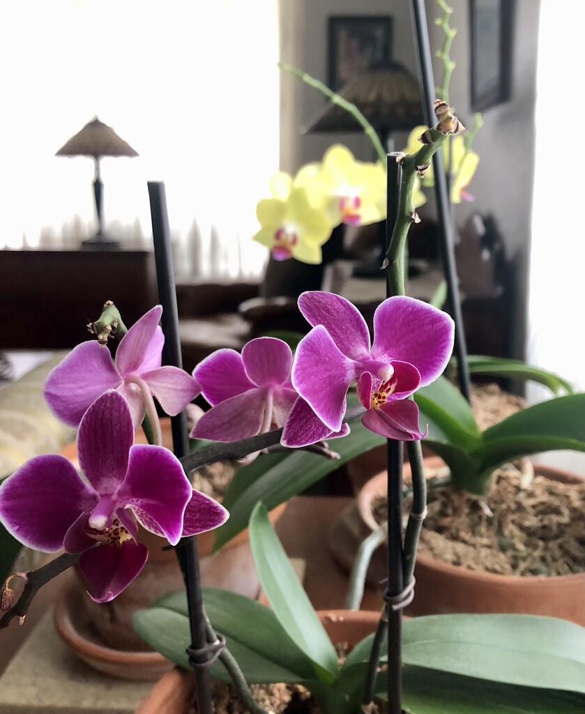 Orchids! by loweygrace