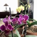 Orchids! by loweygrace