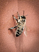 17th Apr 2023 - Bee