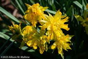 12th Apr 2023 - Unusual Daffodil