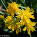 Unusual Daffodil by falcon11