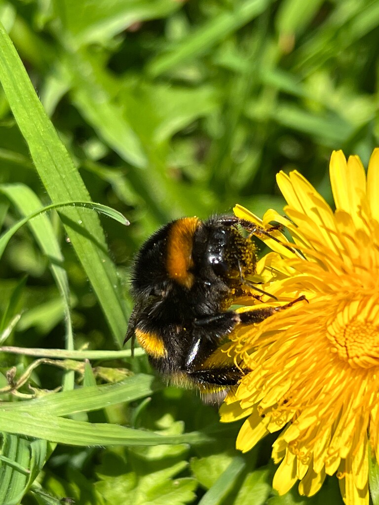 Bee by gaillambert