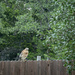 Red-Shouldered Hawk by dkellogg