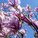 Magnolia by pcoulson