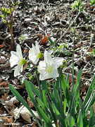 18th Apr 2023 - Daffodils